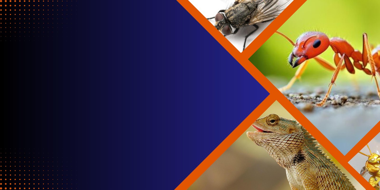 Affordable Pest Control for Every Property