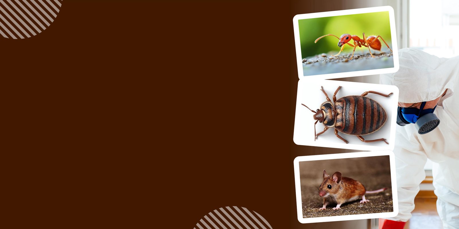 Safe & Reliable Pest Control Solutions