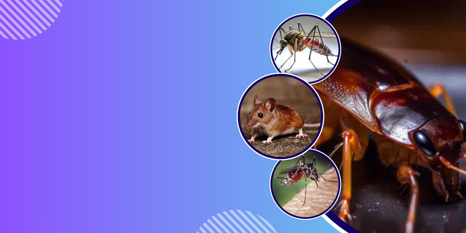 Protect Your Property From Termite Damages